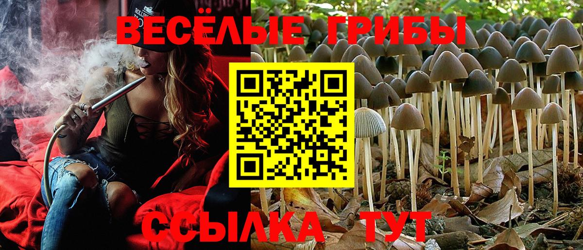 Галлюциногенные грибы Psilocybe Чита